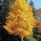 Tulip Tree Qt Pot