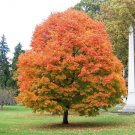 Sugar Maple Tree Qt Pot Acer Saccharum