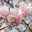 Saucer Magnolia 2.5 Inch Pot Soulangeana