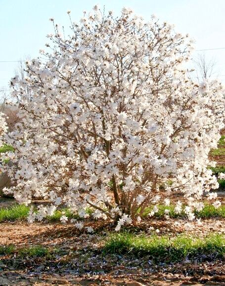 Star Magnolia Magnolia Stellata 1 Gallon Pot