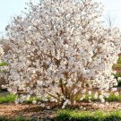 Star Magnolia Magnolia Stellata 1 Gallon Pot