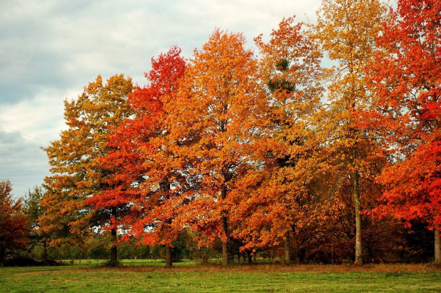Pin Oak Tree Qt Pot Quercus Palustris