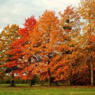 Pin Oak Tree Qt Pot Quercus Palustris