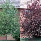 Canadian Red Choke Cherry Tree 2.5 Inch Pot