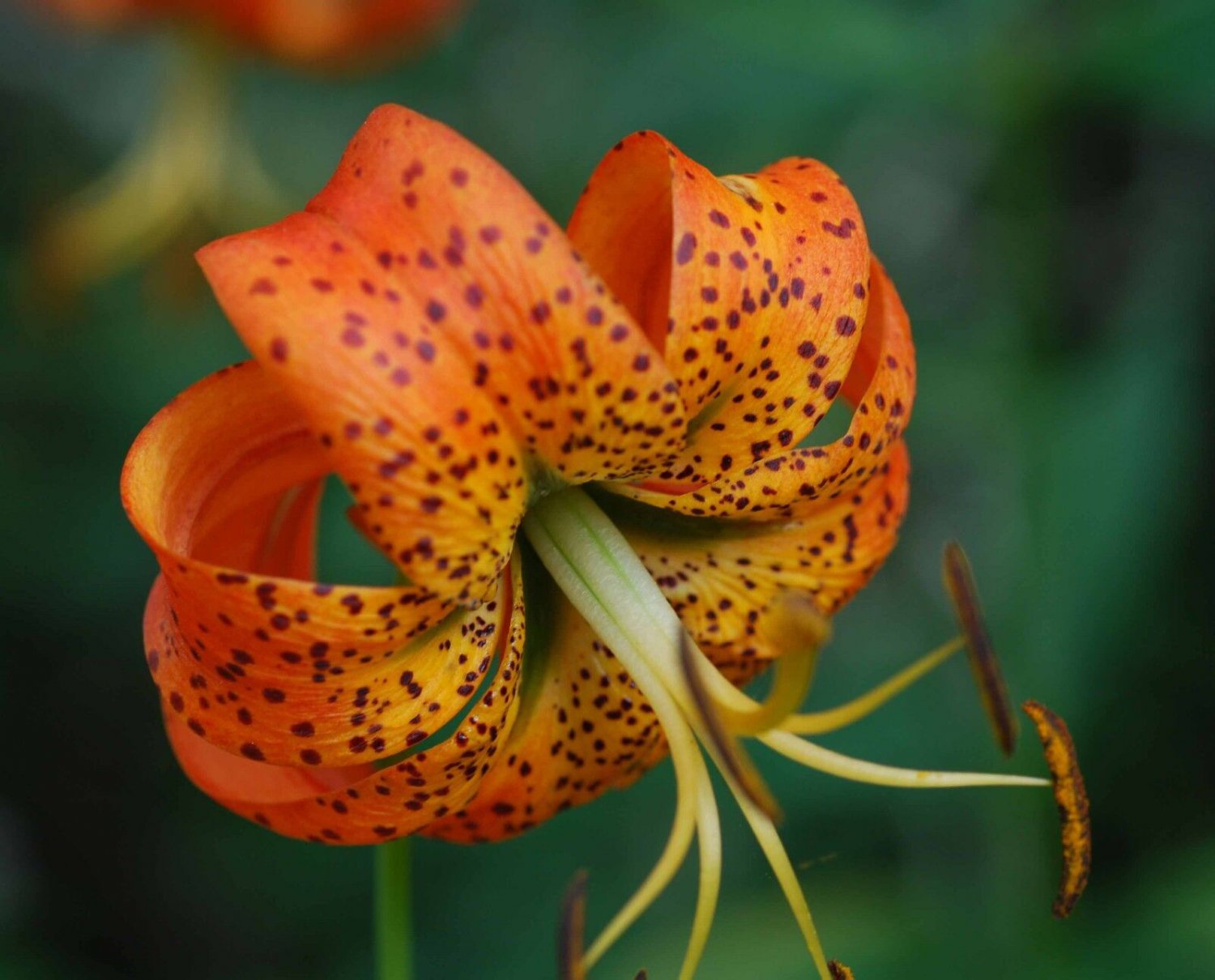Turks Cap Lily 5 Bulbs Lily Superbum