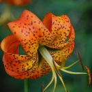 Turks Cap Lily 5 Bulbs Lily Superbum