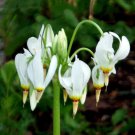 Shooting Star 5 Roots Perennial