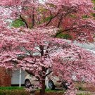 Pink Dogwood Tree 10 16 Inch Tall Quart Pot