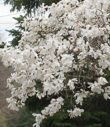 Star Magnolia Shrub 4 Inch Pot Magnolia Stellata