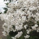 Star Magnolia Shrub 4 Inch Pot Magnolia Stellata