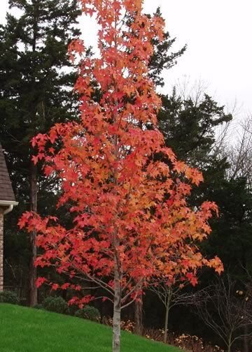 Sweetgum Tree Qt Pot Liquidambar Styraciflua