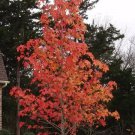 Sweetgum Tree Qt Pot Liquidambar Styraciflua