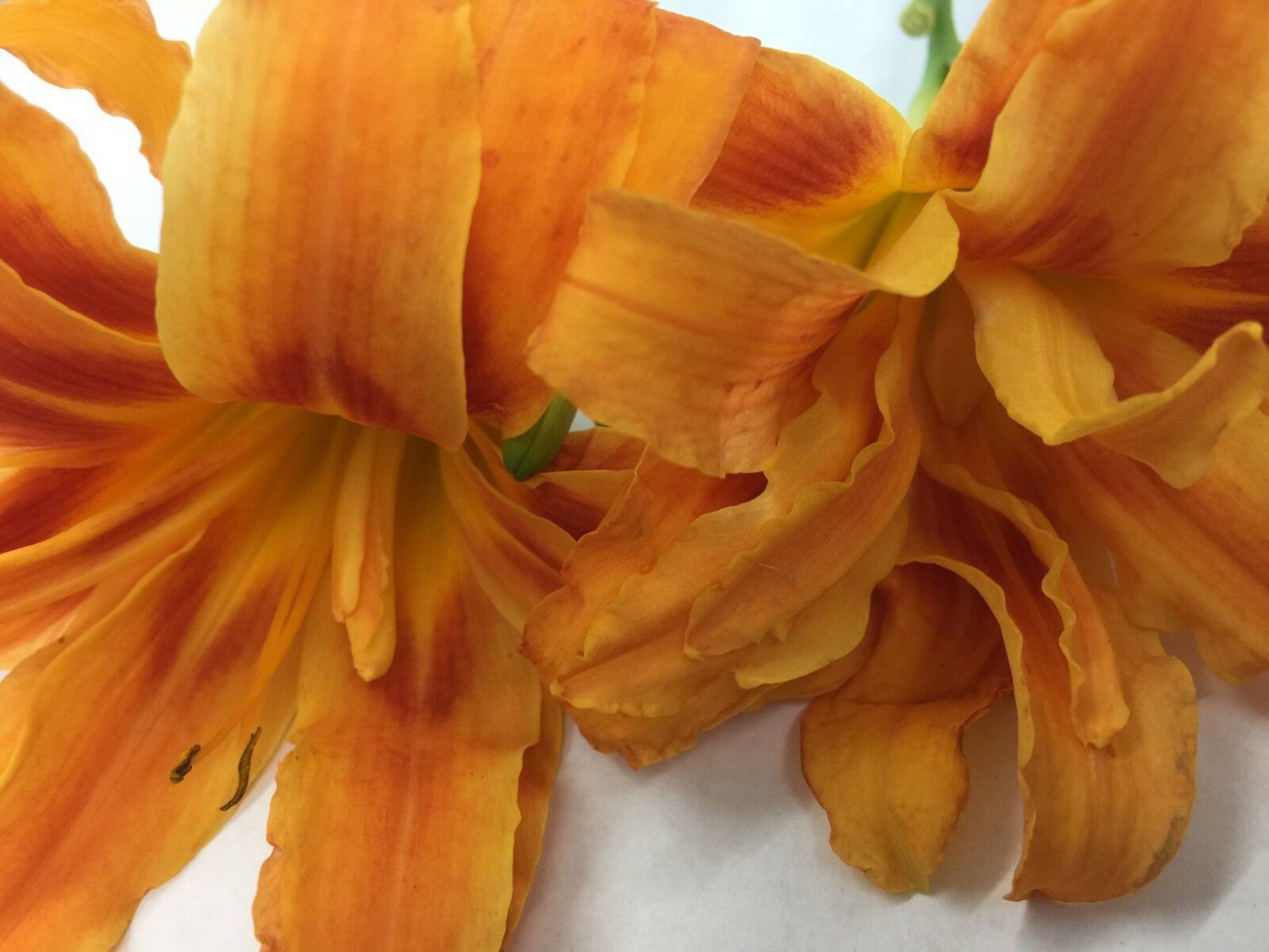 Double Orange Bloom Daylily 10 Fans Root Systems