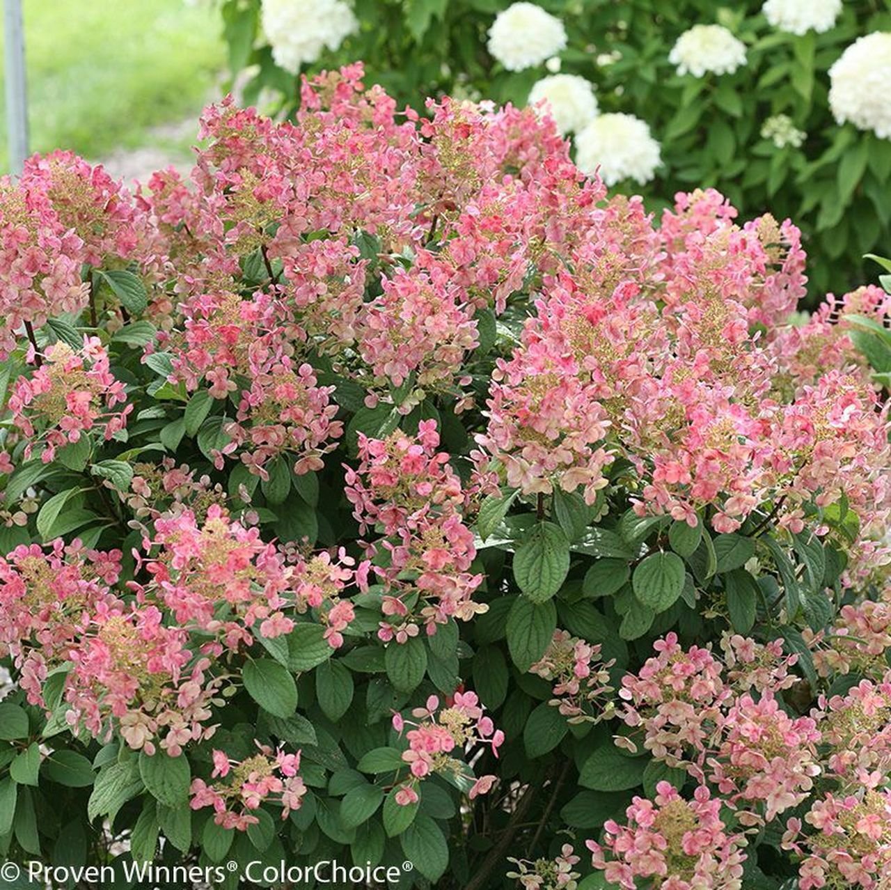 Little Quick Fire Hydrangea Petite Shrub