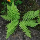 Lady Ferns 20 Rhizomes Athyriun Filix Femina