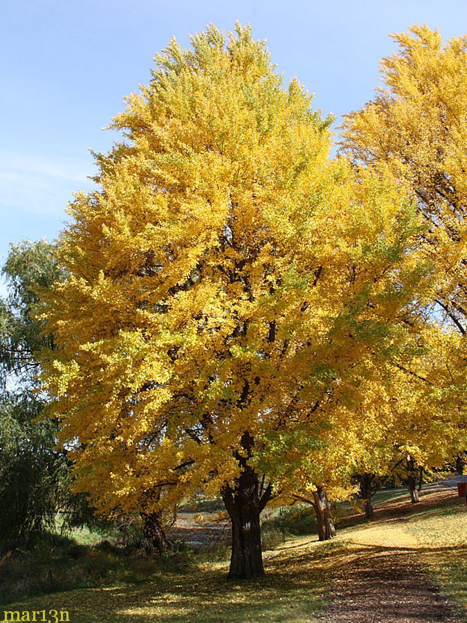 Ginkgo Biloba Maidenhair Tree