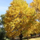Ginkgo Biloba Maidenhair Tree