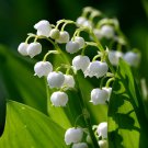 Lily Of The Valley 5 Roots May Lily May Bells Convallaria Majalis