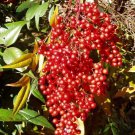 Domestic Nandina Heavenly Bamboo