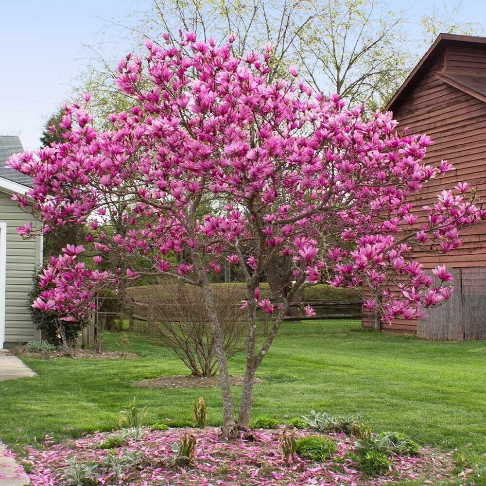Jane Magnolia Gallon Pot Shrub Tree