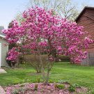 Jane Magnolia Gallon Pot Shrub Tree