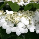 Japanese Snowball Viburnum 2.5 Inch Pot
