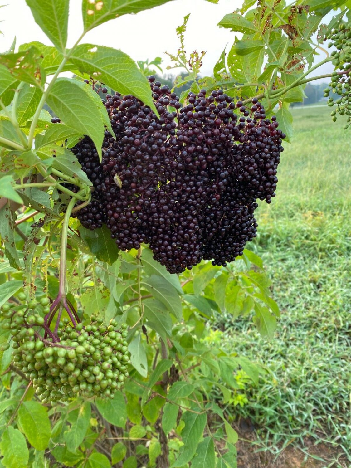 Elderberry Sambucus Canadensis Qt Pot