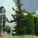 Cryptomeria Japoncia Black Dragon Japanese Cedar