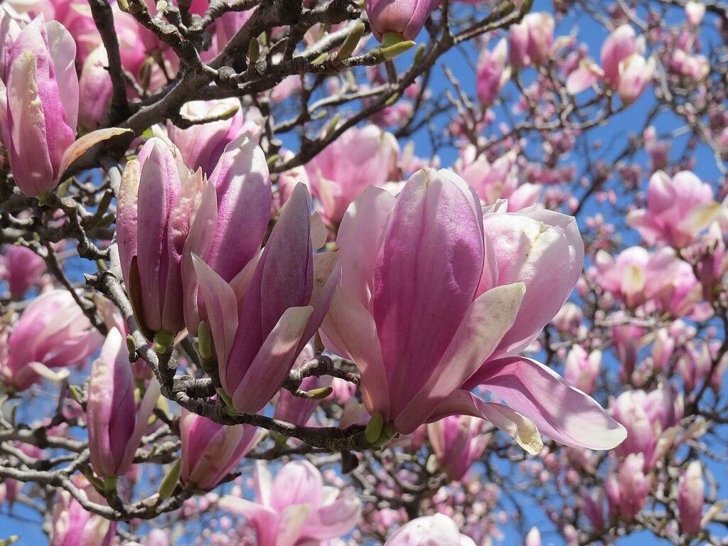 Jane Magnolia Shrub Tree 2 .5&acirc;�� Pot