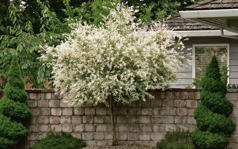 Japanese Dappled Nishiki Willow Shrub Tree Quart Pot