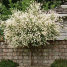 Japanese Dappled Nishiki Willow Shrub Tree Quart Pot