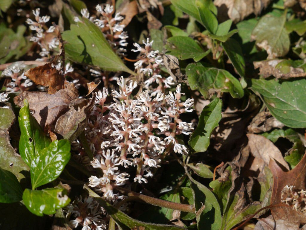 Allegheny Spurge 5 Roots Pachysandra Procumbens