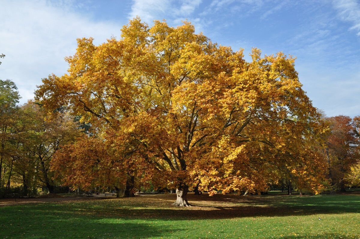 American Sycamore Qt Pot Platanus Occidentalis