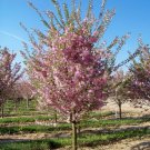 Autumnalis Flowering Cherry Tree