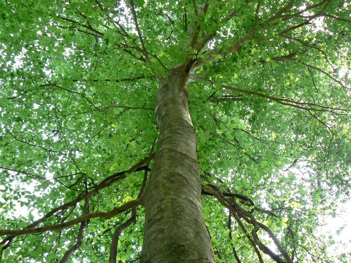 American Beech Fagusgrandifolia Quart Pot