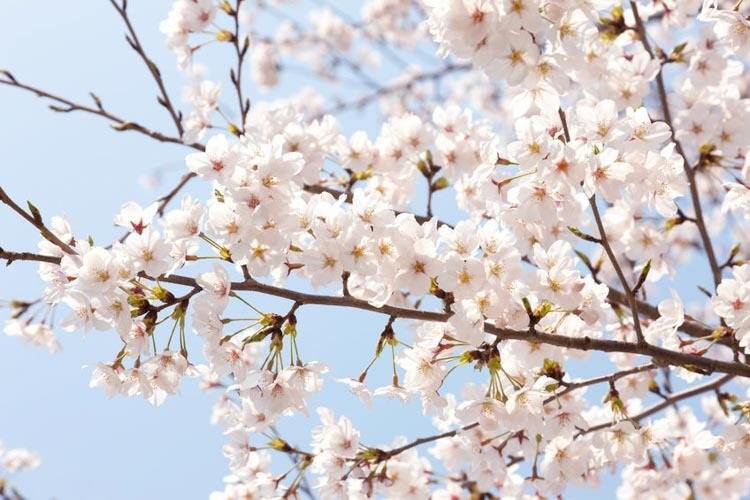 Akebono Flowering Cherry Tree