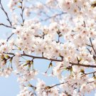 Akebono Flowering Cherry Tree