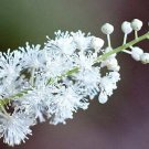 Black Cohosh 5 Bulb Root Bugbane Black Snakeroot