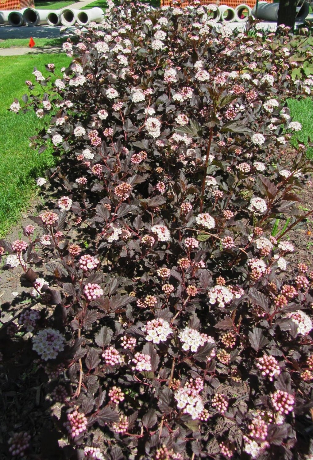 Crimson Diablo Ninebark Shrub 2.5 Inch Pot