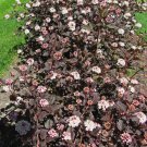 Crimson Diablo Ninebark Shrub 2.5 Inch Pot