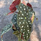 Begonia Maculata In 6 Inch Pot Polka Dot Plant