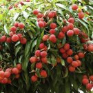 Large Sweetheart Lychee In 10 Inch Pot Air Layered No Ship To Hi