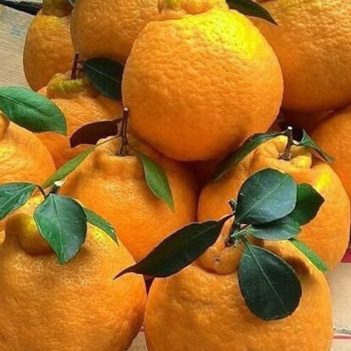 Grafted Shiranui Dekopon Mandarin Orange Tree In Half Gallon Pot Tangerine Sumo Florida Shipping Onl