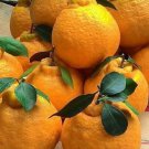 Grafted Shiranui Dekopon Mandarin Orange Tree In Half Gallon Pot Tangerine Sumo Florida Shipping Onl