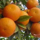 Cara Cara Orange Tree In Half Gallon Pot Grafted Florida Shipping Only