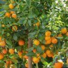 Calamondin Calamansi Tree In 1/2 Gallon Pot Tac Chua Grafted Florida Shipping Only