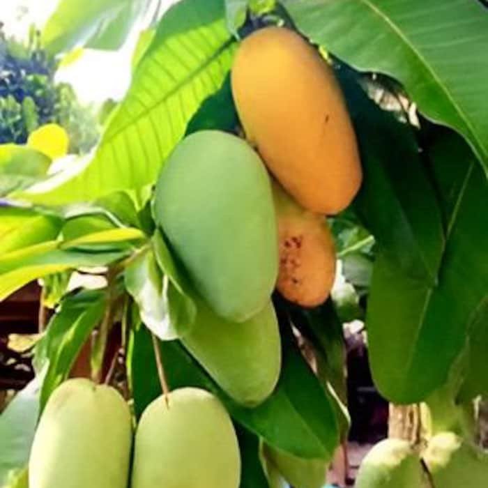 Grafted Manila Mango In 1/2 Gallon Pot