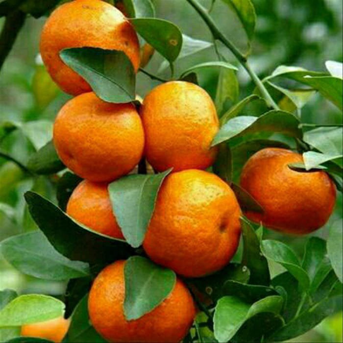 Grafted Kishu Mandarin Tree In Half Gallon Pot Tangerine
