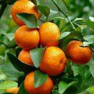 Grafted Kishu Mandarin Tree In Half Gallon Pot Tangerine