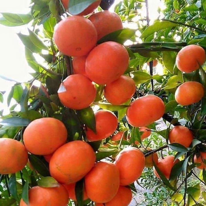 Sunburst Tangerine Tree In Half Gallon Pot Grafted Florida Shipping Only
